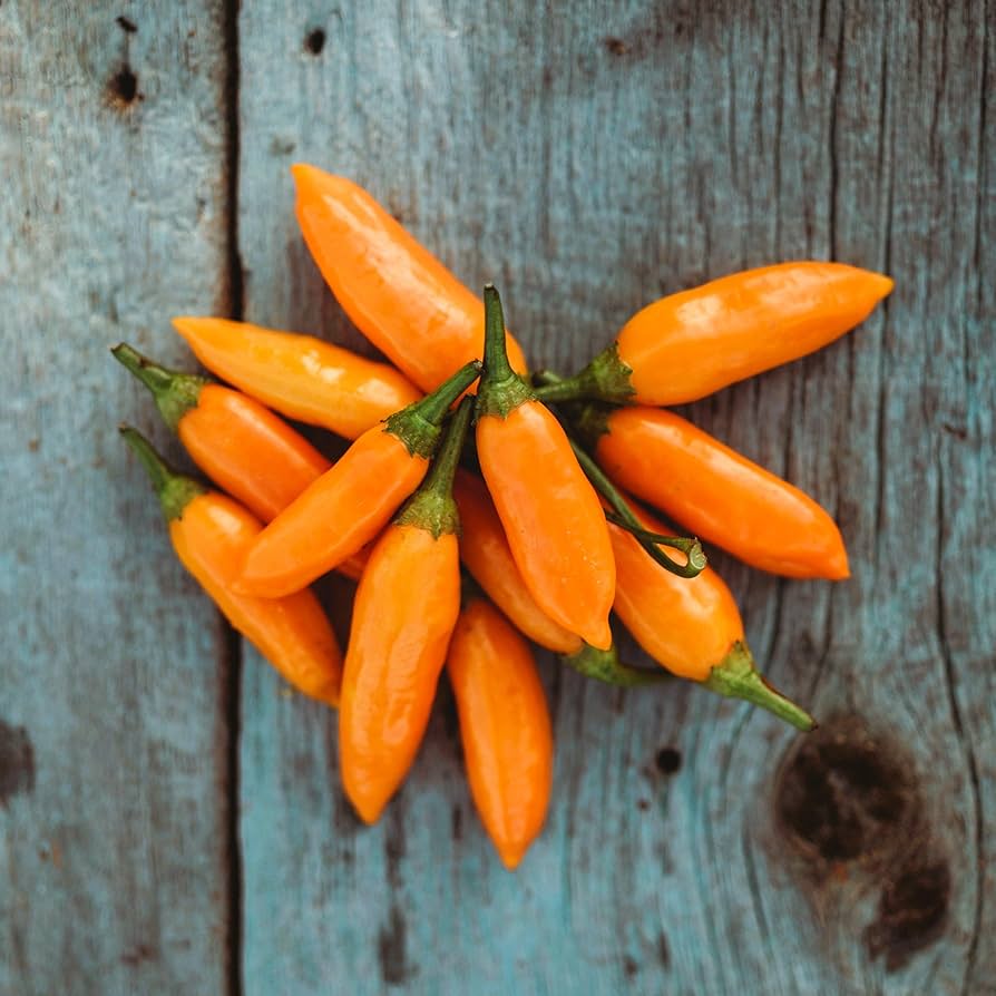 Aji - Amarillo for planting in home garden